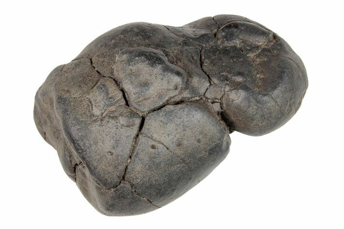 Shark Coprolite (Fossil Shark Poop) - South Carolina #204278